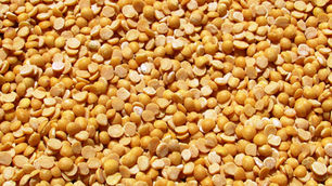 Ingredion and Lantmännen partner to accelerate plant protein production