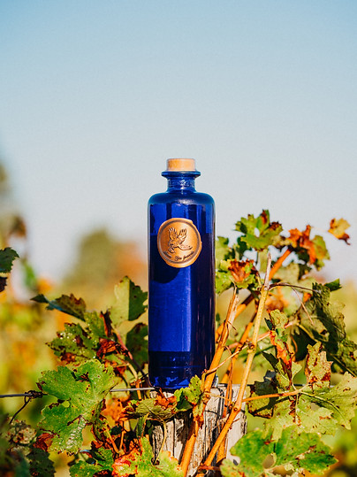 Gin Avem Hippolais, à base de raisins de la région bordelaise