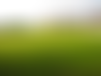 Common Lawn Issues & How to Treat Them