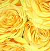Realistic watercolor still life of yellow roses close up