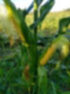microbiology for agriculture.jpeg
