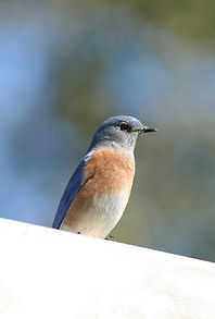 western bluebird 10-29-11.JPG
