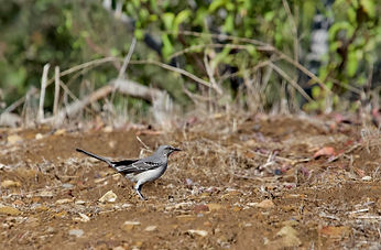 northern mockingbird_croppped.jpeg