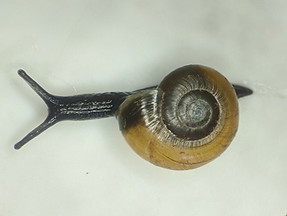 GlassSnail.jpg