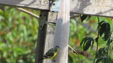 goldfinches_Westmont Garden.JPG