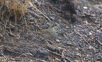 lincoln's sparrow_cropped.jpeg