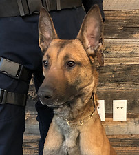 K-9 Tyler Cheyenne Police