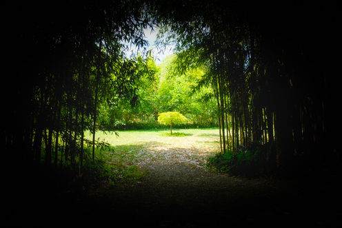 Bambousaie. La Roque Gageac