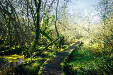 Réserve naturelle de l'étang noir. Seignosse. Landes