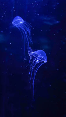 Méduses de l'aquarium de la Rochelle