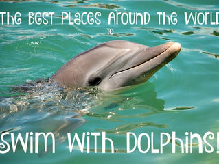 The Best Places Around the World to Swim with Dolphins!