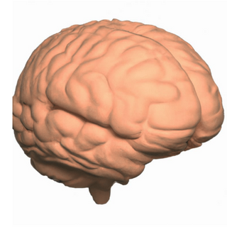 Innovative 3D Printing: Emulating Human Functionality in Brain Tissue and Other Organs