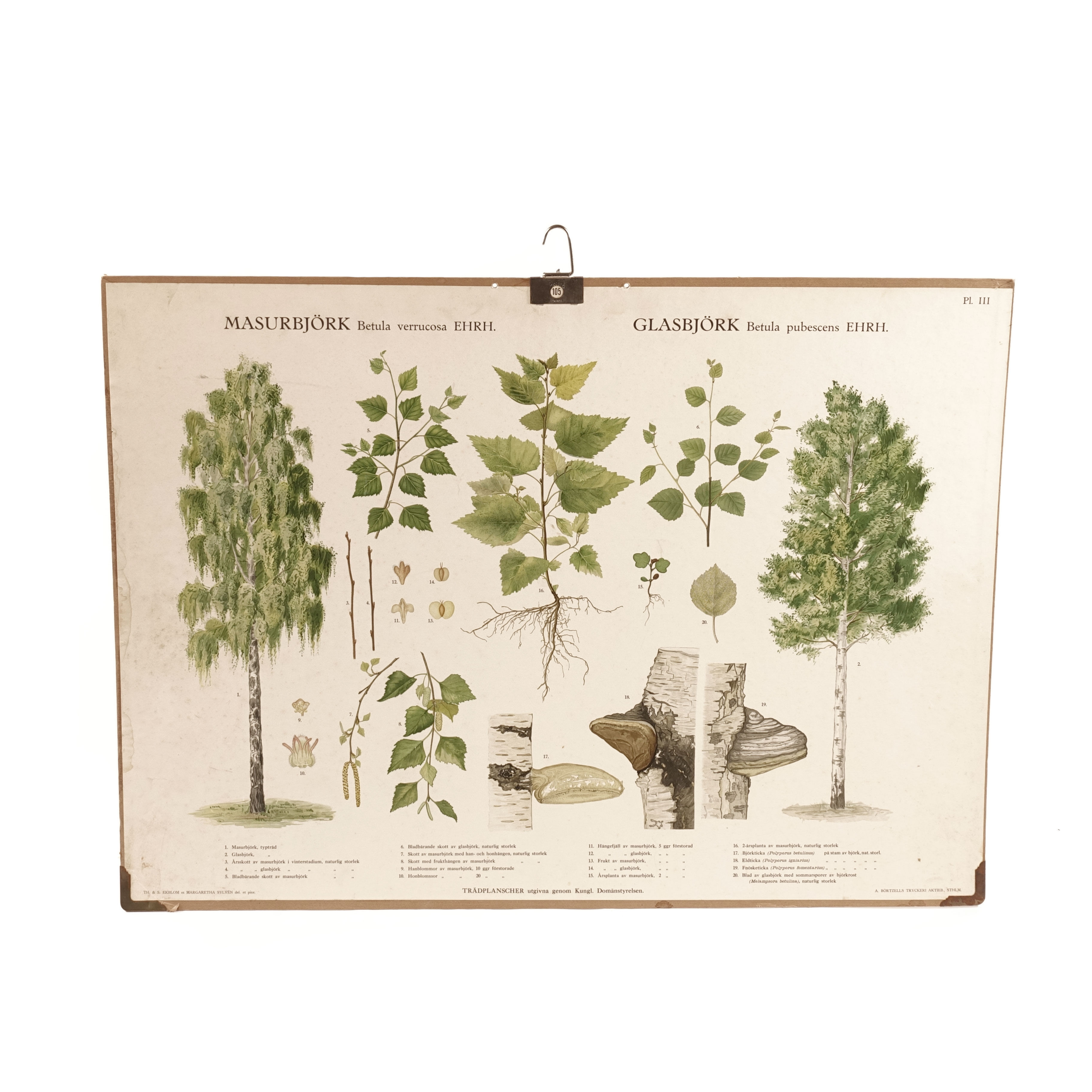 1960s School Plansch from Sweden. This is birch