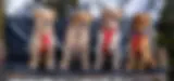 2024_tsp_avydogs-65-1400x2100-edecc291-54fb-4049-88bc-e69a8584e817.1466x688.webp