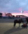 Sunset Horses.jpg