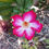 Thumbnail: Pretty Flowers from Hawaii, Florida, Long Island
