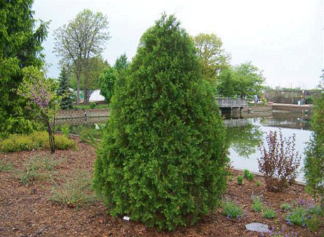 Technito Arborvitae.gif