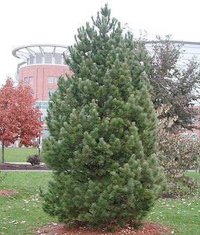 Swiss Stone Pine #2.jpg