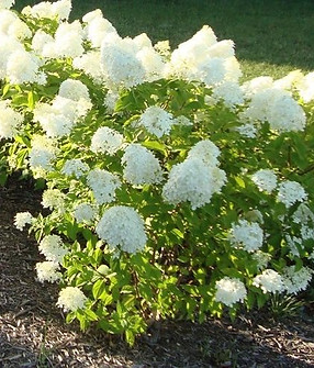 LittleLimeHydrangea.jpg