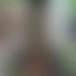 septic tank pipework eccleshall