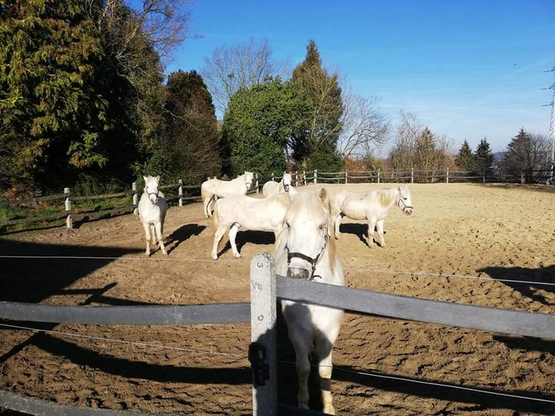 La manade | Manade de Collarmont