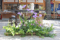 2015年5月5日　白峯神宮古武道献茶式・野煎席