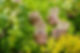 SMK_NonProfitForumPreview-368.jpg