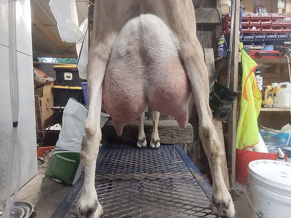 DesiUdder_20240804.jpg