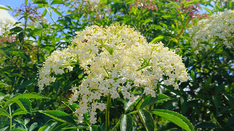 Plantes estivales