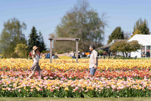 Couple in colorful tulip field at Skagit Tulip Festival