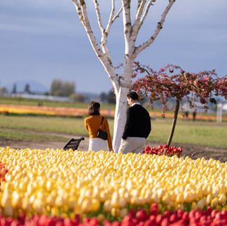 Couple viewing colorful tulips at Skagit Tulip Festival