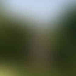 Couple kissing, Green Lake proposal, Seattle