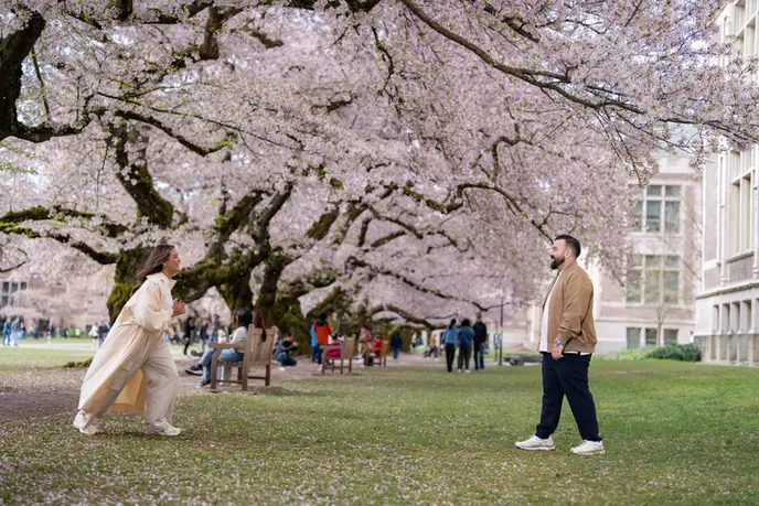 Couple meeting under cherry blossoms