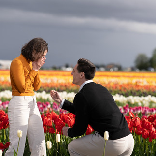 Engagement proposal at Skagit Tulip Festival