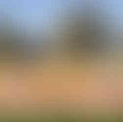 Couple smiling among colorful blooms at the Tulip Festival