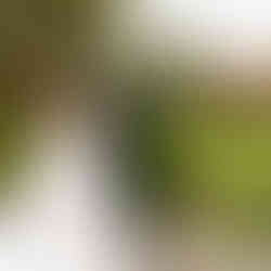 Bride and groom from behind view autumn landscape, colorful trees.