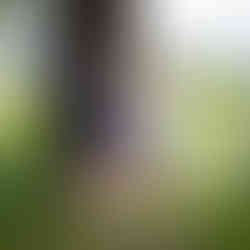 Romantic proposal at Green Lake, Seattle