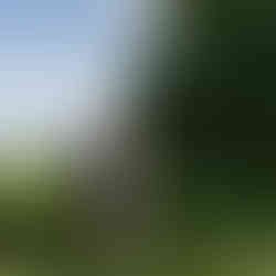 Happy couple, Green Lake proposal