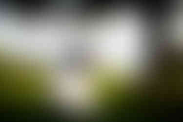 Groom dips bride for kiss overlooking water. Wedding on Camano Island.