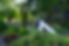 Newlywed couple walking down winding garden path amidst lush greenery.
