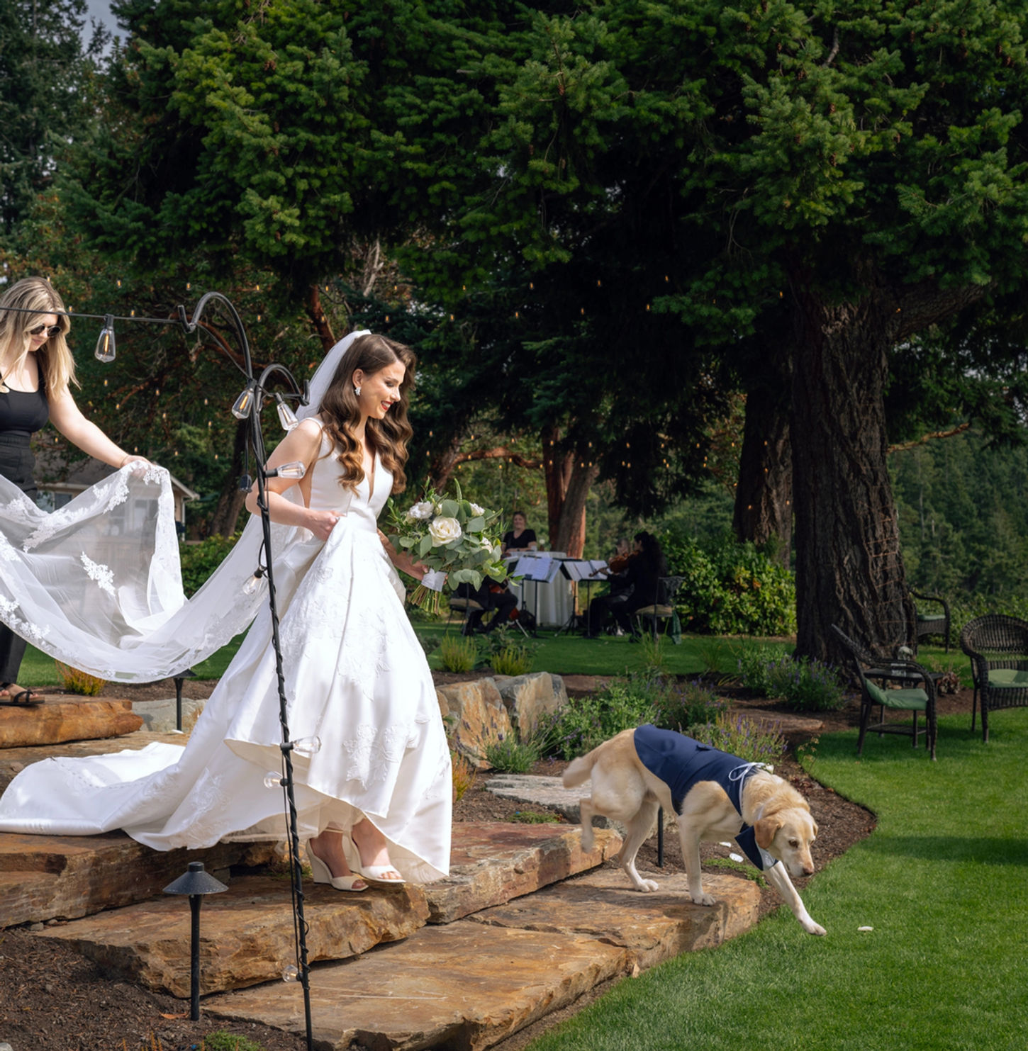 Bride walking down stone steps, Wedding, dog, greenery, outdoor event. PhotoYari