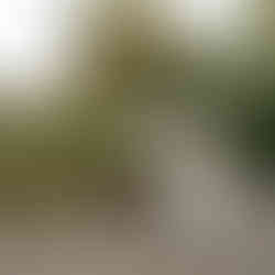 Bride, bridesmaid, and boy walking outdoors at Sanders Estate in Auburn.