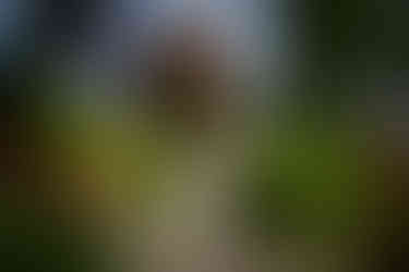 Bride, groom, flower girl walk through beautiful outdoor wedding garden.