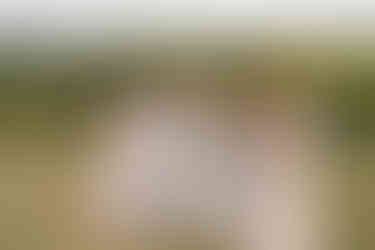 Bride in white, bridesmaids in dresses, posing against farm landscape.