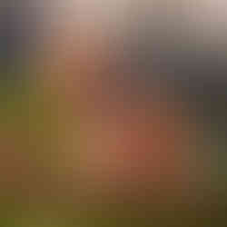 Golden Retriever wearing "The Best Dads Have Furry Paws" bandana