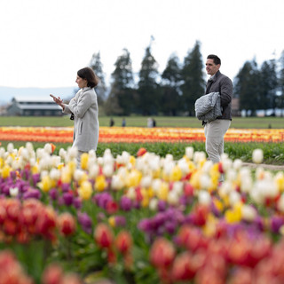 Couple strolls through vibrant tulip field