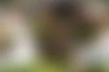 Bride in white dress talks with seated elderly man at backyard wedding.