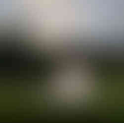 Bride in wedding dress in field, Gold Mountain Golf Club Weddings