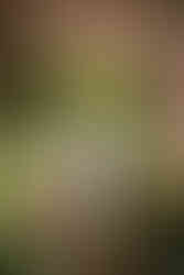 Romantic wedding couple embracing on rustic bridge under pink blossoms.