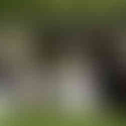 Bride and wedding party pose under a beautiful green garden pergola.